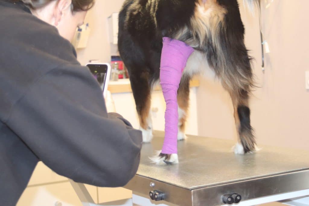 Scan 3D réalisé au smartphone sur la patte d’un chien équipé d’un vetrap en clinique vétérinaire