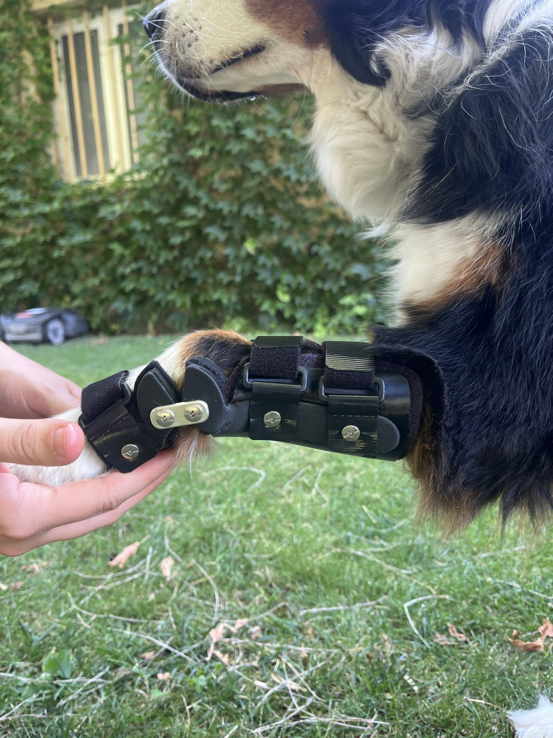Gros plan de profil sur une orthèse de carpe articulée sur mesure, posée sur la patte avant d'un chien.