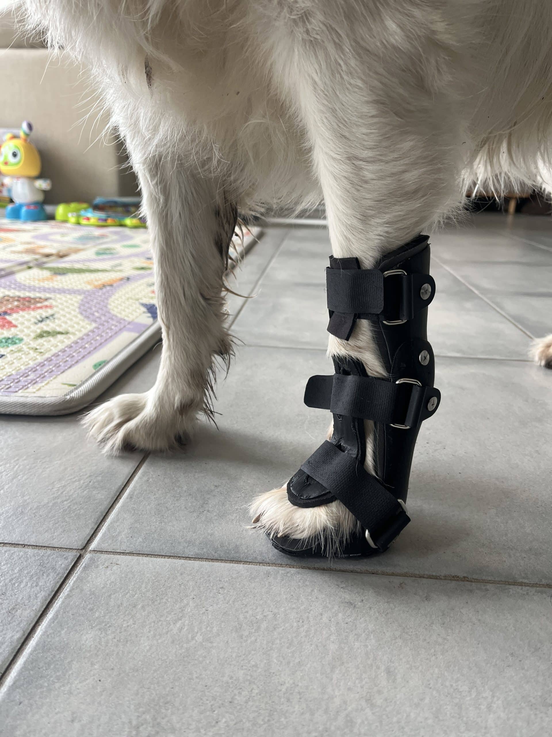 Golden retriever portant une orthèse sur mesure de carpe