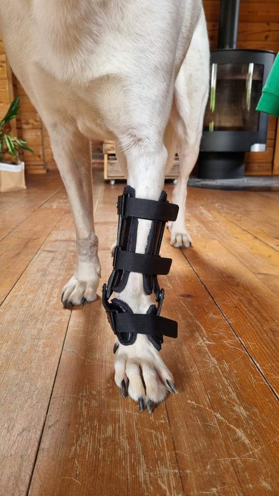 Chien portant une attelle de carpe sur mesure