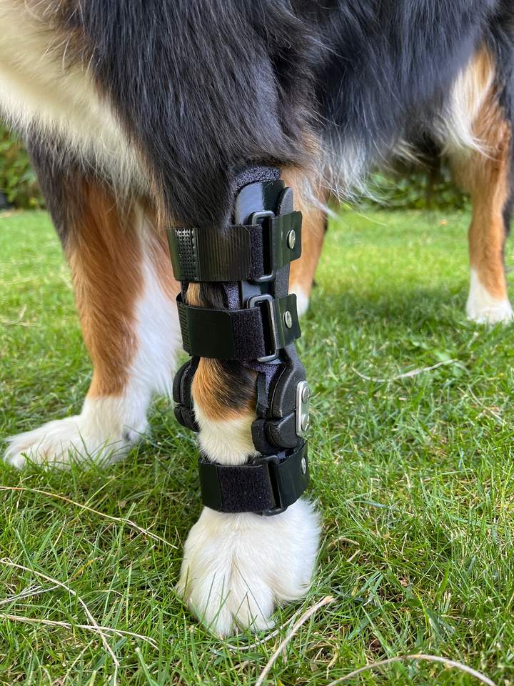Chien debout dans l'herbe portant une attelle de carpe anti-hyperextension sur mesure à la patte avant