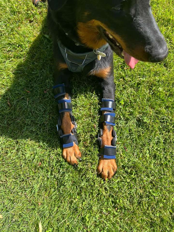 Chien couché dans l'herbe portant deux orthèses de carpe sur mesure aux pattes avant