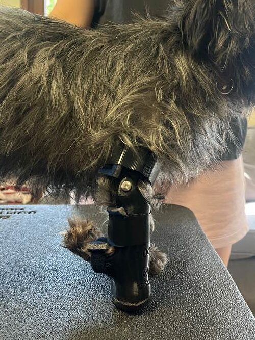 Petit chien de profil sur une table de consultation, équipé d'une orthoprothèse sur mesure à la patte avant