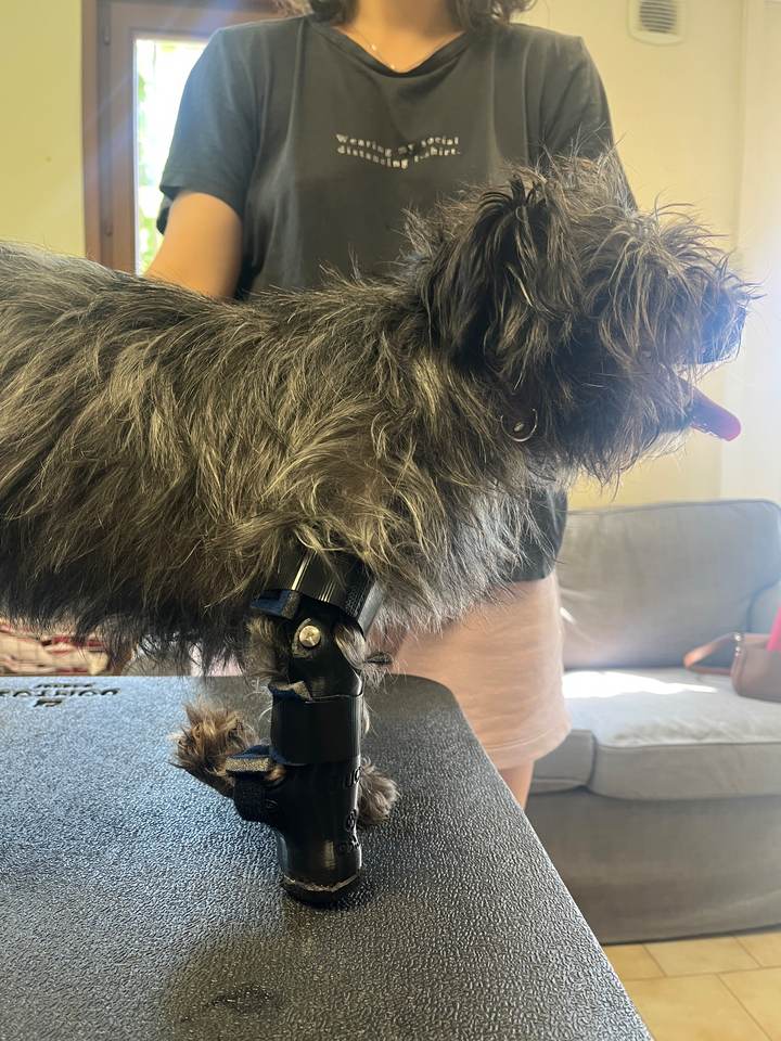 Petit chien de profil sur une table de consultation, équipé d'une orthoprothèse sur mesure à la patte avant