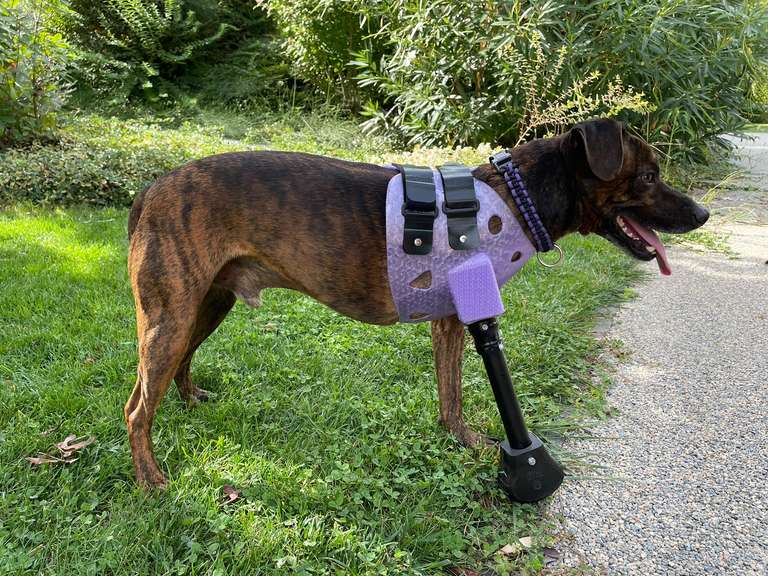 Chien de profil debout dans l'herbe, équipé d'une prothèse sur mesure pour amputation complète du membre antérieur