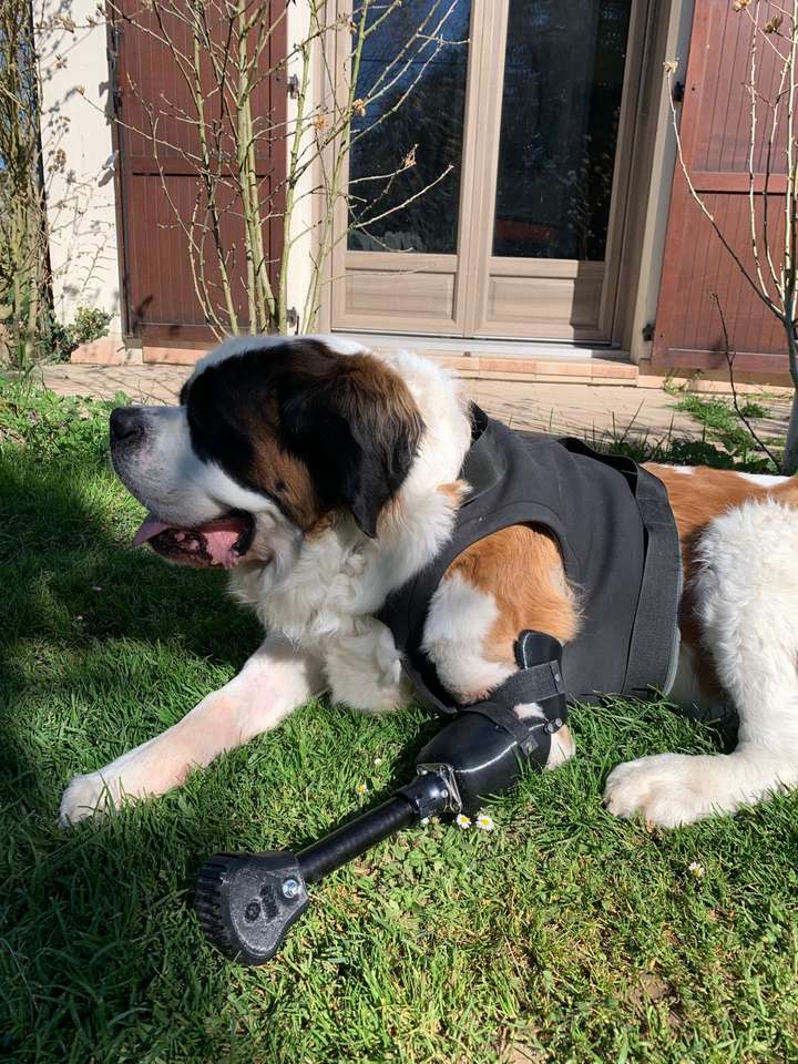Saint-bernard couché dans l'herbe, équipé d'une prothèse sur mesure pour amputation partielle sous le coude, fixée sur son membre résiduel