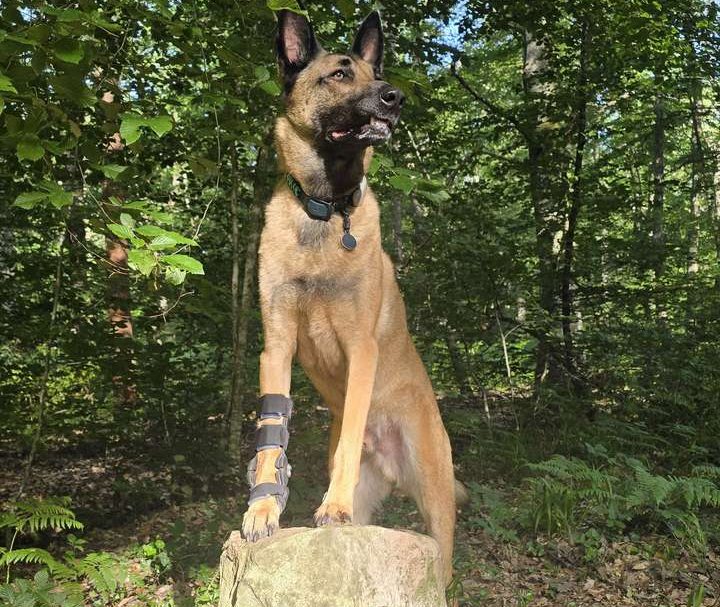 Malinois en forêt portant une orthèse de carpe sur mesure